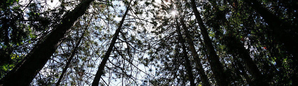 Photographie Chantal Chartrand